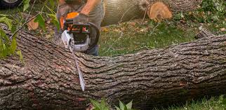 Trusted Lebanon, MO Tree Services Experts